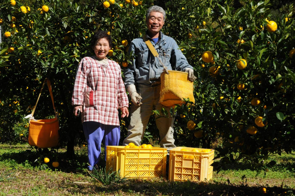 Farmers harvesting yuzu 2